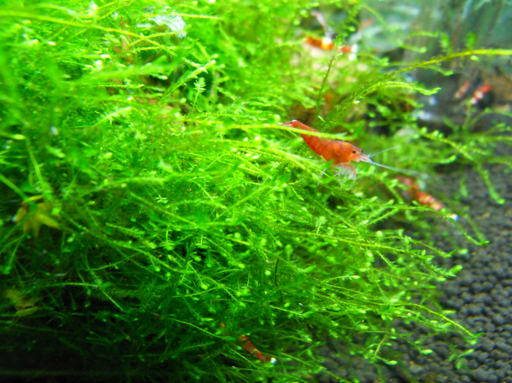 Taiwan Moos 100ml (ShrimpfarmFFM) - shrimpfarm-frankfurt.de