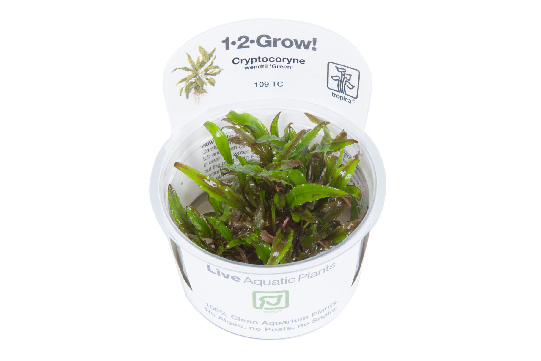 Grner Wasserkelch cryptocoryne wendtii green - shrimpfarm-frankfurt.de
