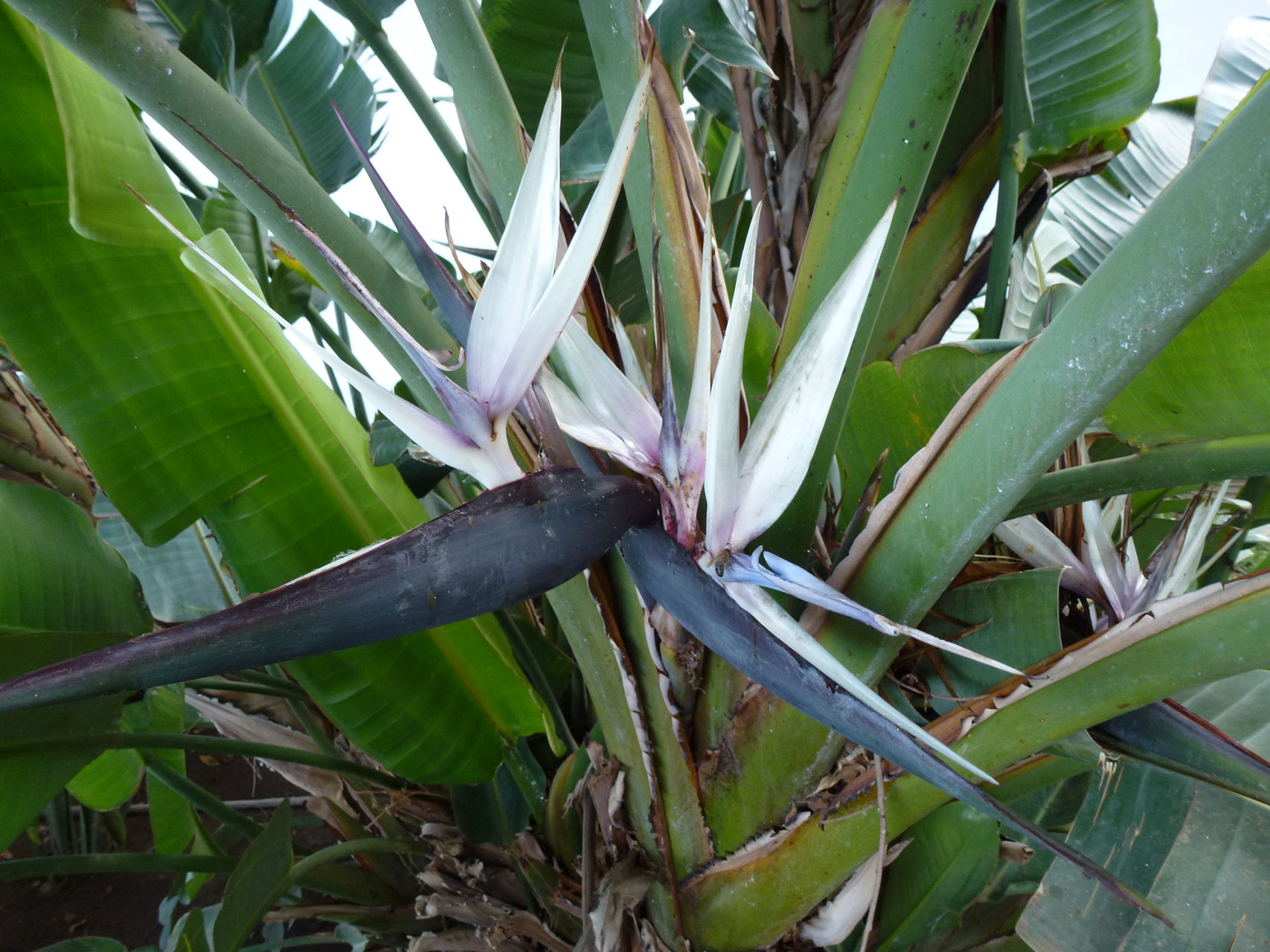 calathea vermehren rhizome Goeppertia Warszewiczii