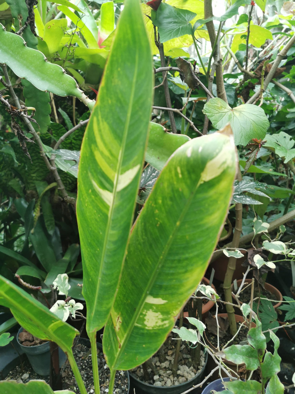 Bananen & Strelitzien und verwandte Gattungen  Exotik pur fr Garten,  Terrasse und Wohnrume: - Bromelien- und Rarittengrtnerei Mnchen