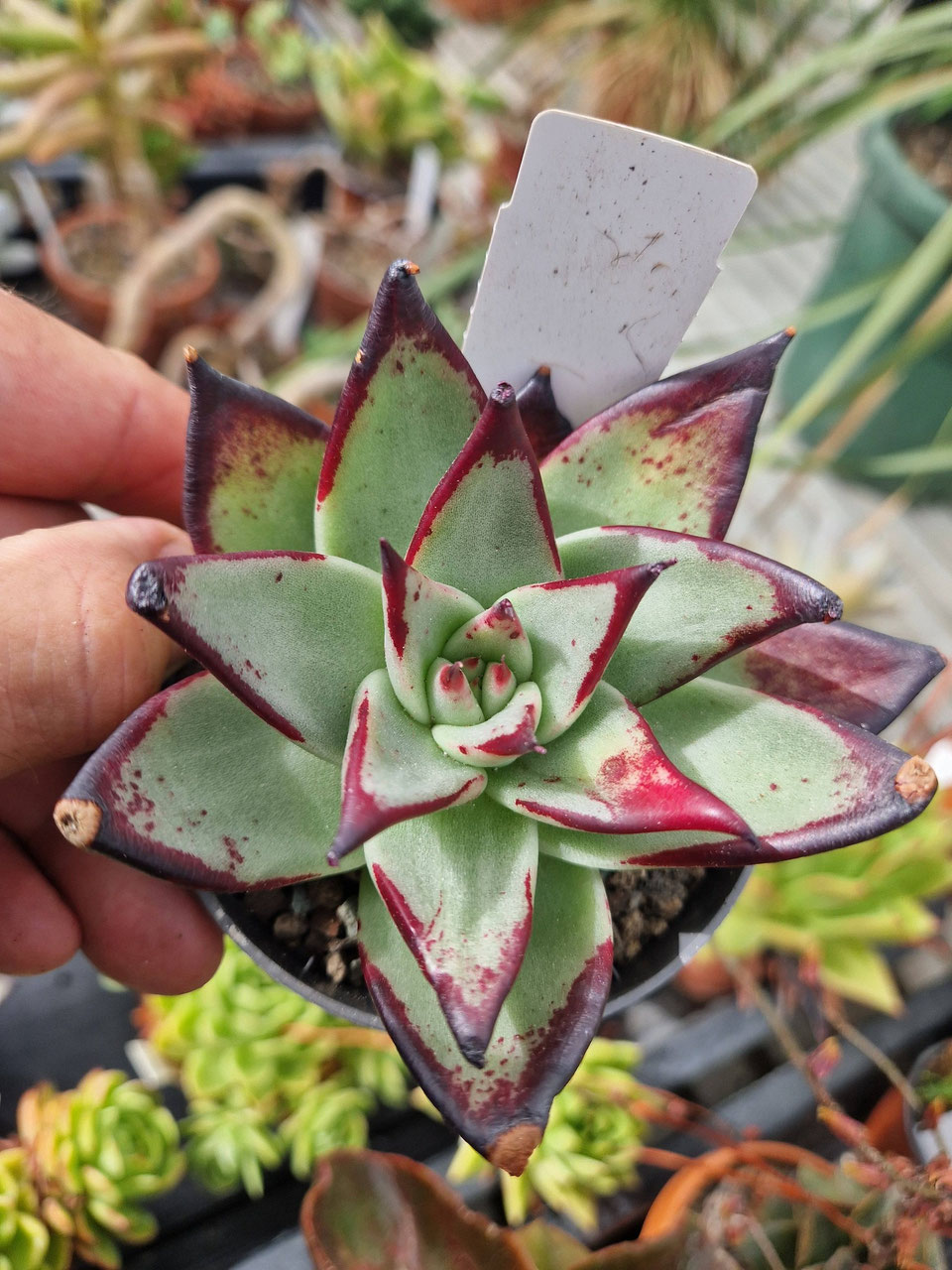 Echeveria  farbenprchtige Rosetten-Sukkulenten aus eigener Kultur |  Grtnerei Griessmeyer - Bromelien- und Rarittengrtnerei Mnchen