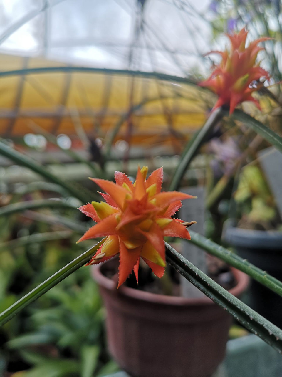 Sonstige Bromelien / other bromeliads: - Bromelien- und Rarittengrtnerei  Mnchen