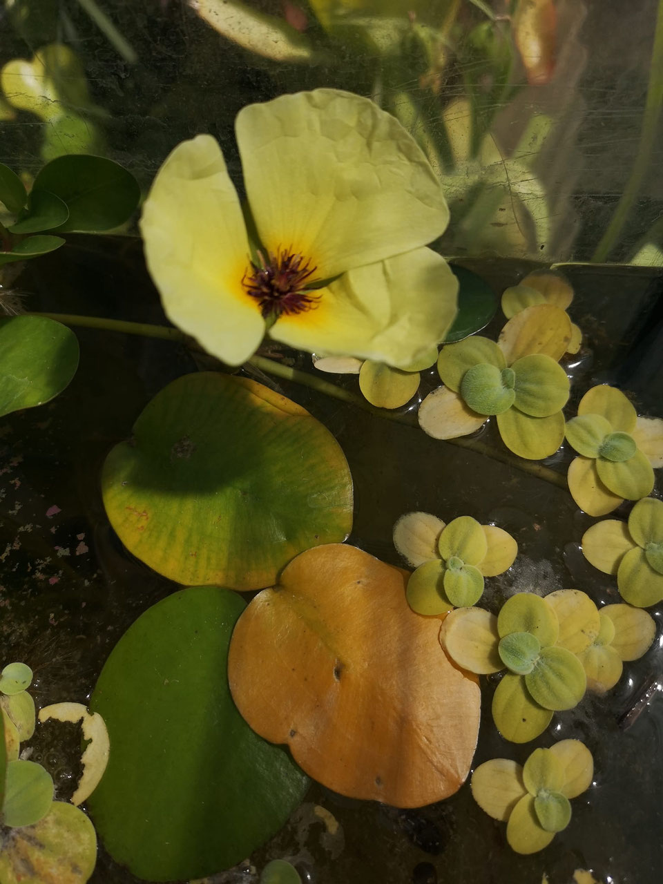 Wasserlinsen 300 Samen – Seltene Teichpflanzen Aquarium Kräuterpflanzen Bio Grünpflanzen Exotische Geschenke