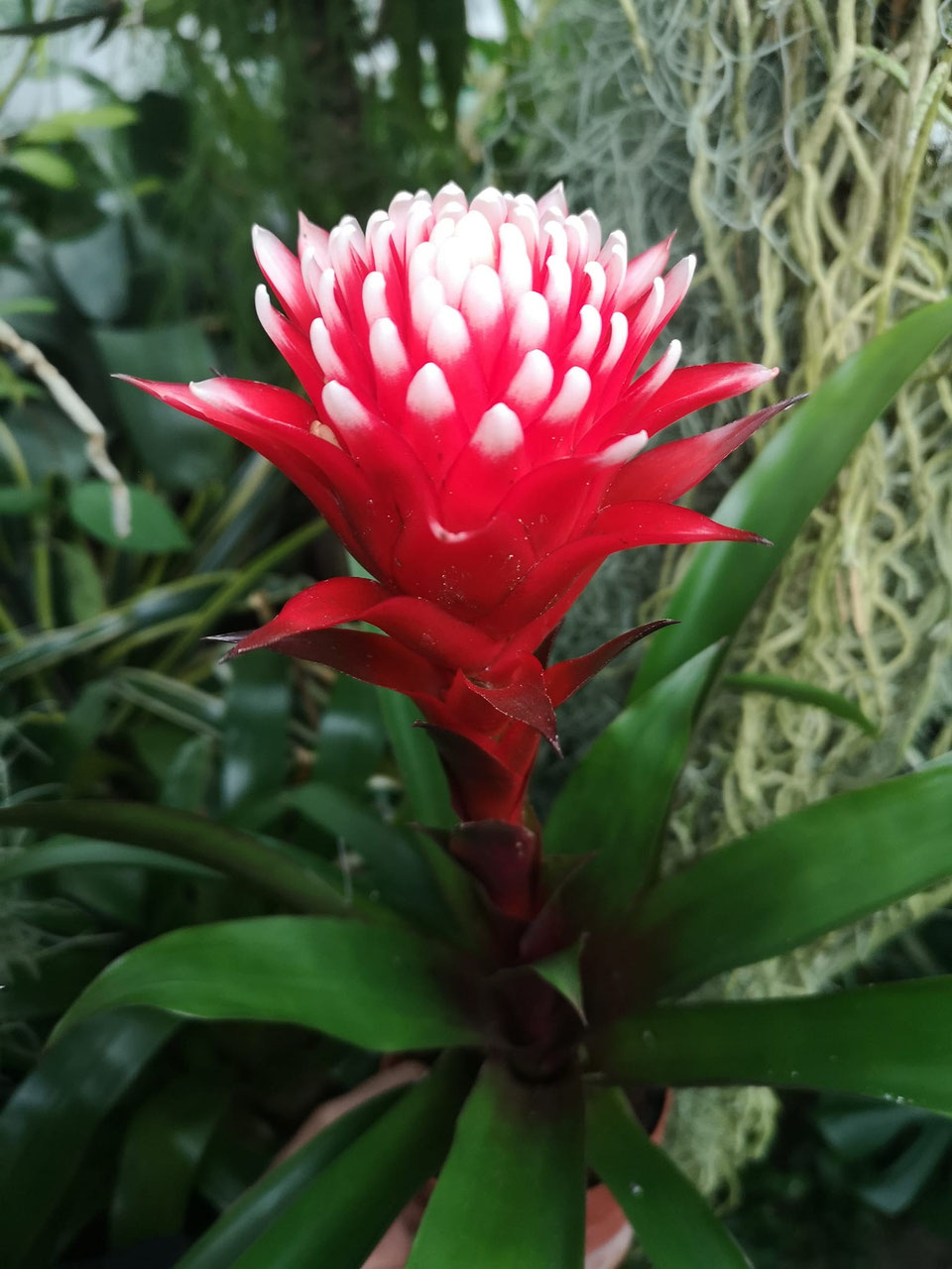 Guzmania - Bromelien- und Rarittengrtnerei Mnchen