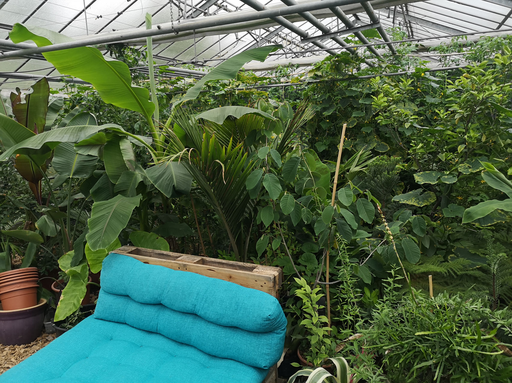 Bananen & Strelitzien und verwandte Gattungen  Exotik pur fr Garten,  Terrasse und Wohnrume: - Bromelien- und Rarittengrtnerei Mnchen