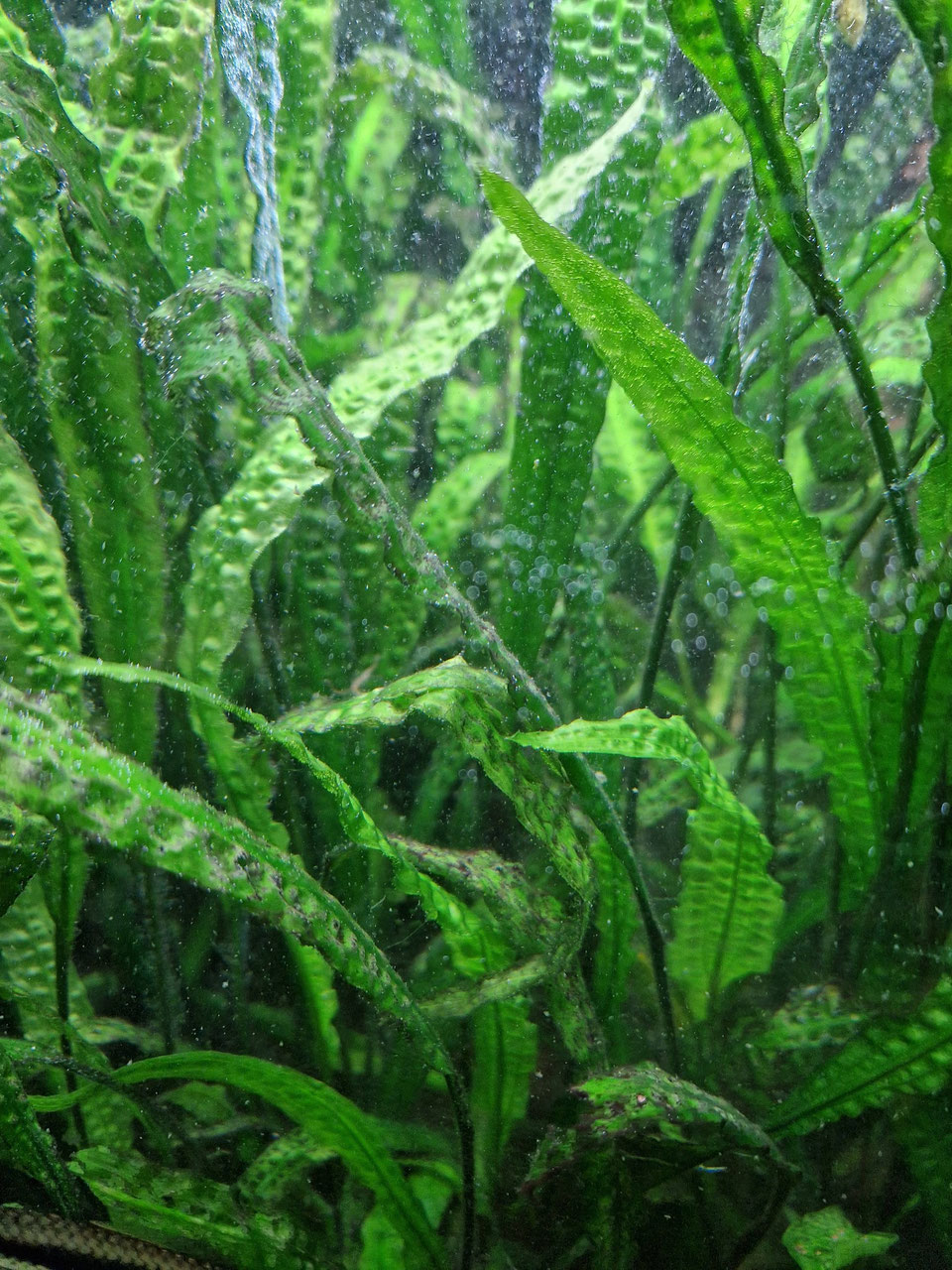 Seltene Wasserpflanzen fr Teich, Aquarium & Sumpfbereich kaufen -  Bromelien- und Rarittengrtnerei Mnchen