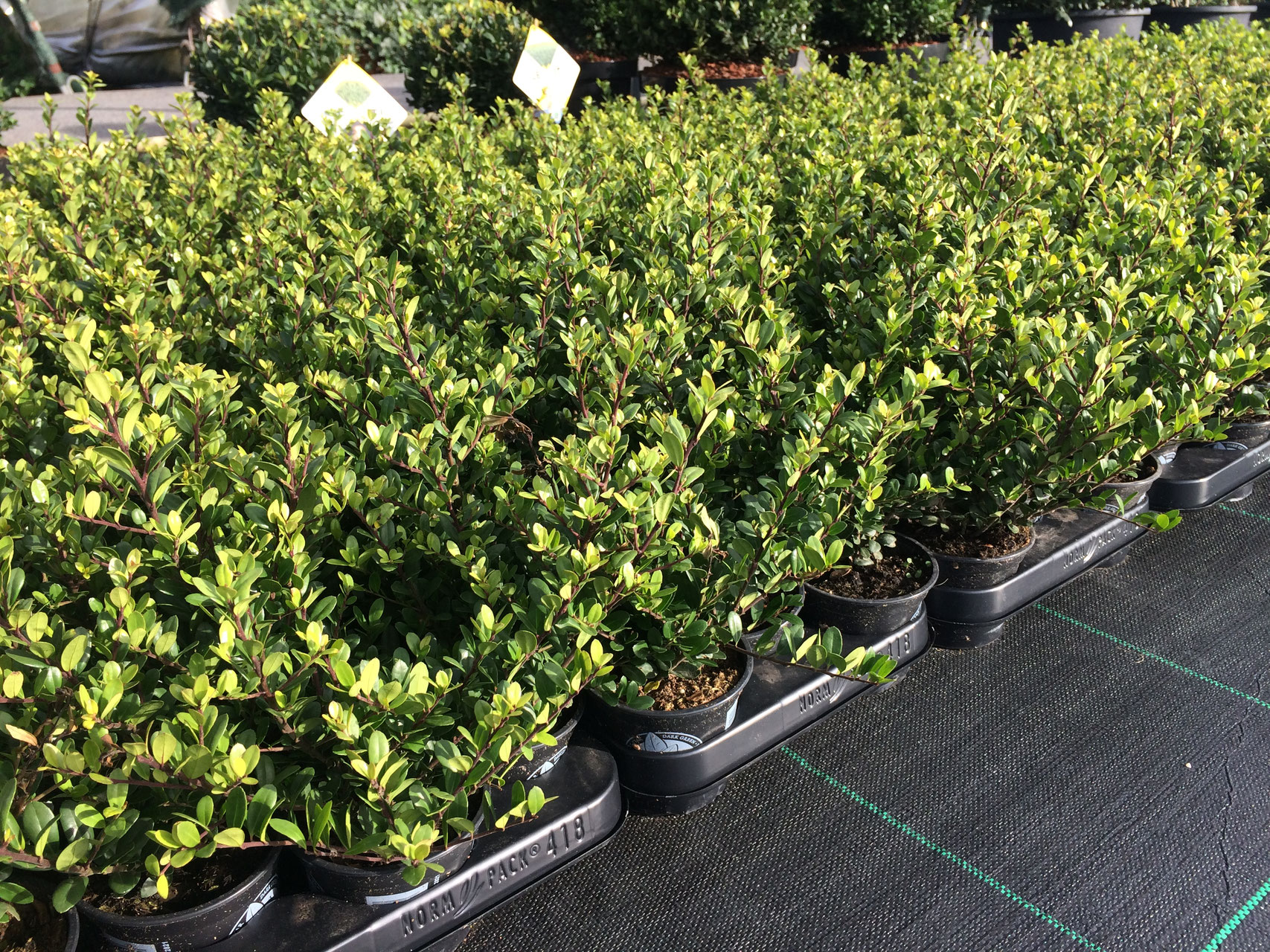 Ilex crenata 'Dark green' pot ENG Buy Plants Online Straight From The