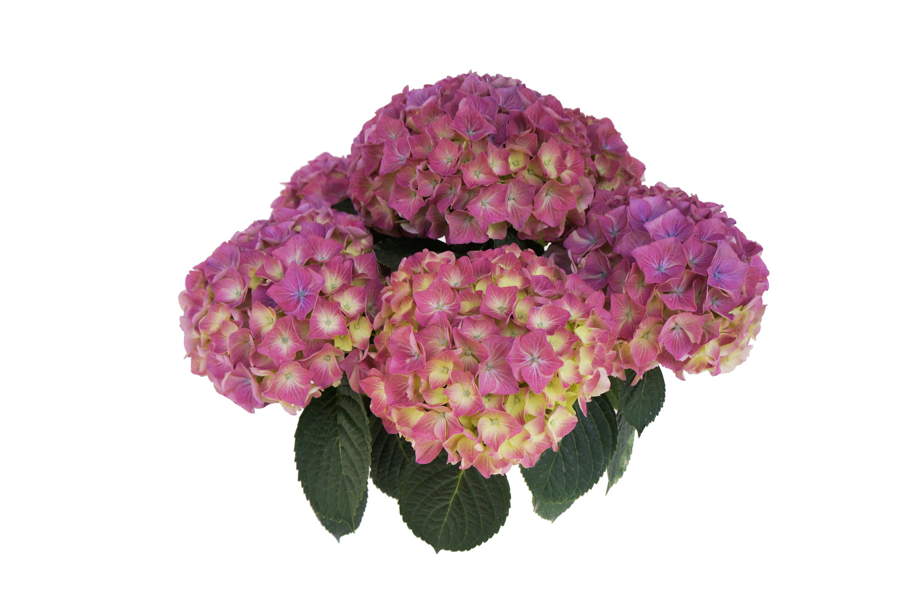 無条件 特別価格 アジサイのリストレット H 02 ランキング受賞