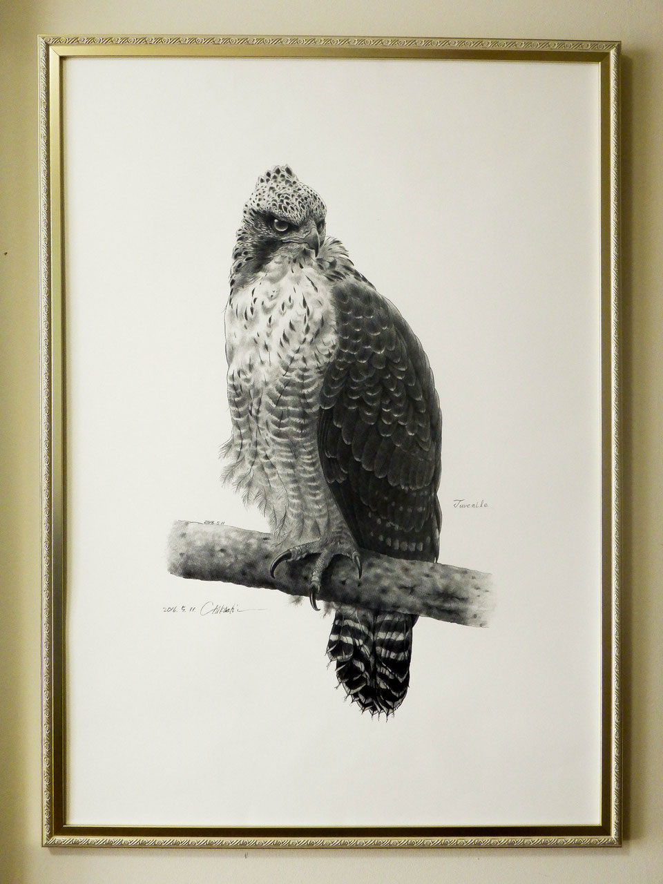 クマタカ原寸大細密画(イラスト画) - Wakao Bird Club クマタカ原寸大細密画(イラスト画) - Wakao Bird Club