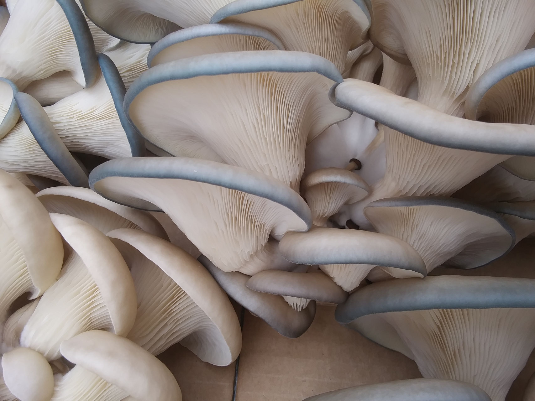 Grow Your Own Mushrooms Fungi Farmers