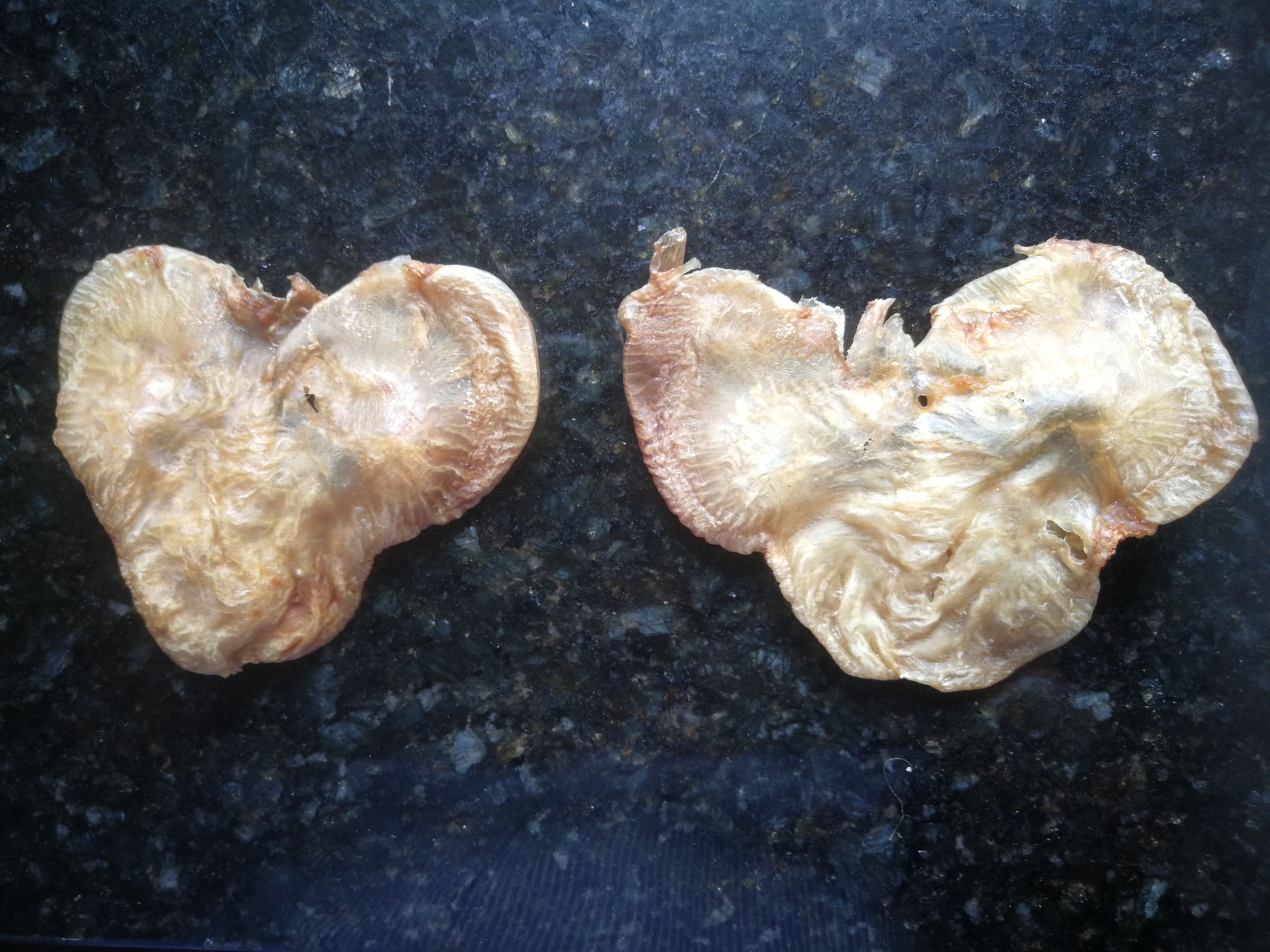 Dehydrated fish bladder Surubi Special products of amanazonas, Dry