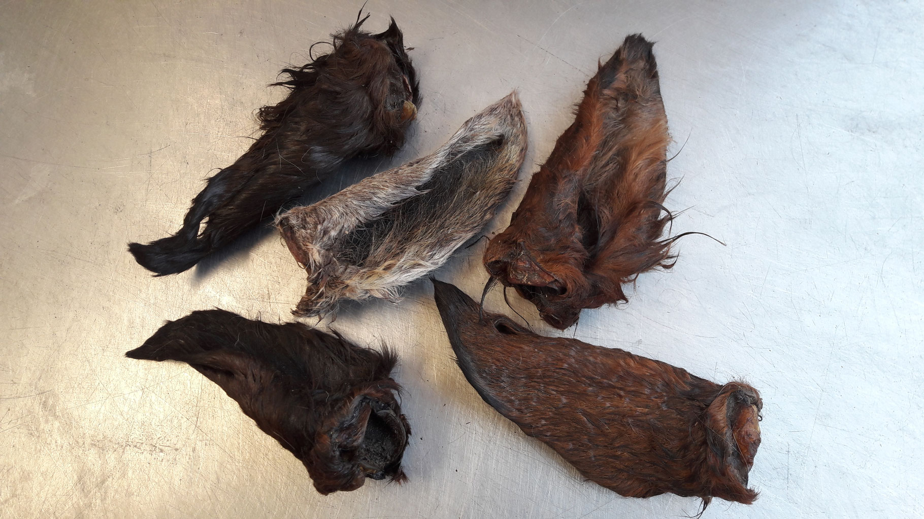 PferdeOhren mit Fell, Pferdeziemer, PferdeLunge u. PferdeHerz als