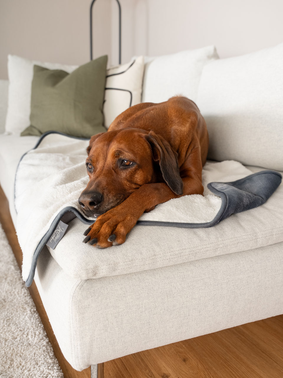riesen hundebett fr menschen Familien-Hundebett fr Hunde und Menschen, Hundebett XXL, Plschbett w   Lucky Dog Shop