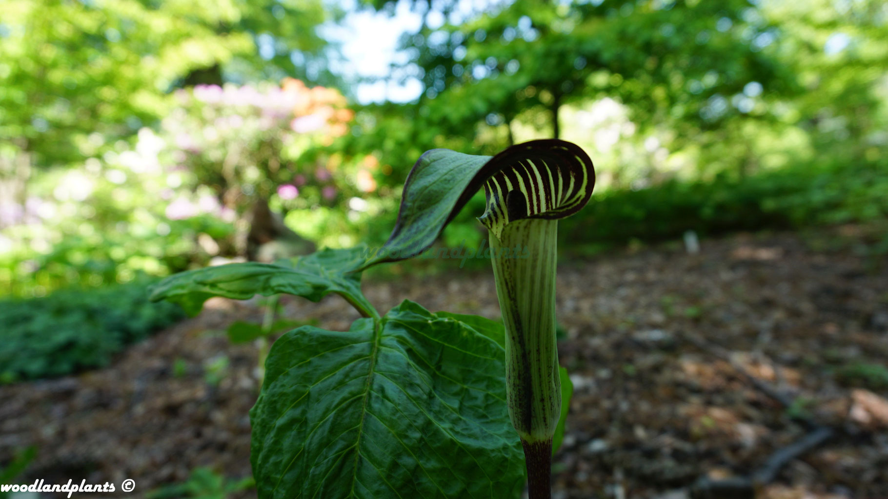 Arisaema triphyllum - woodlandplantss Webseite!