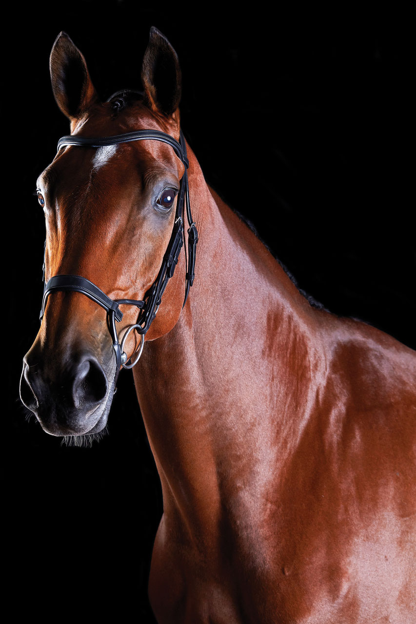 Zaume Secchi Reitsport