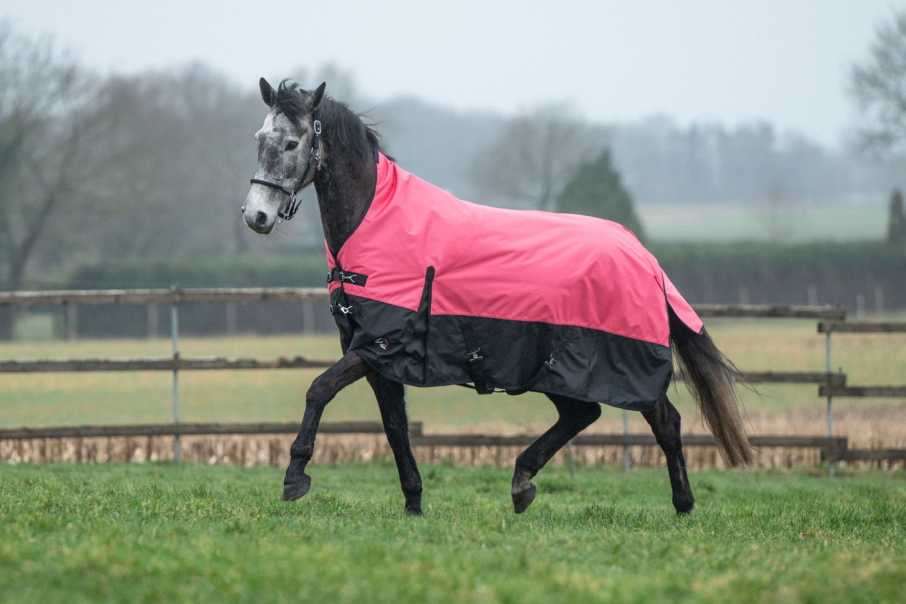 厚馬着② - GALILEO ガリレオ馬具