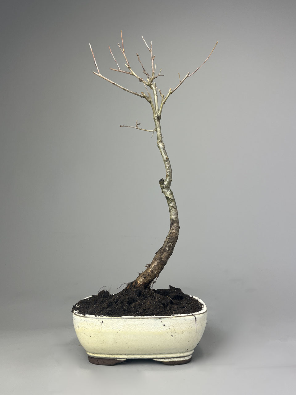 Stieleiche, Quercus robur Bonsai-Shop - www.bonsai-hassler.de