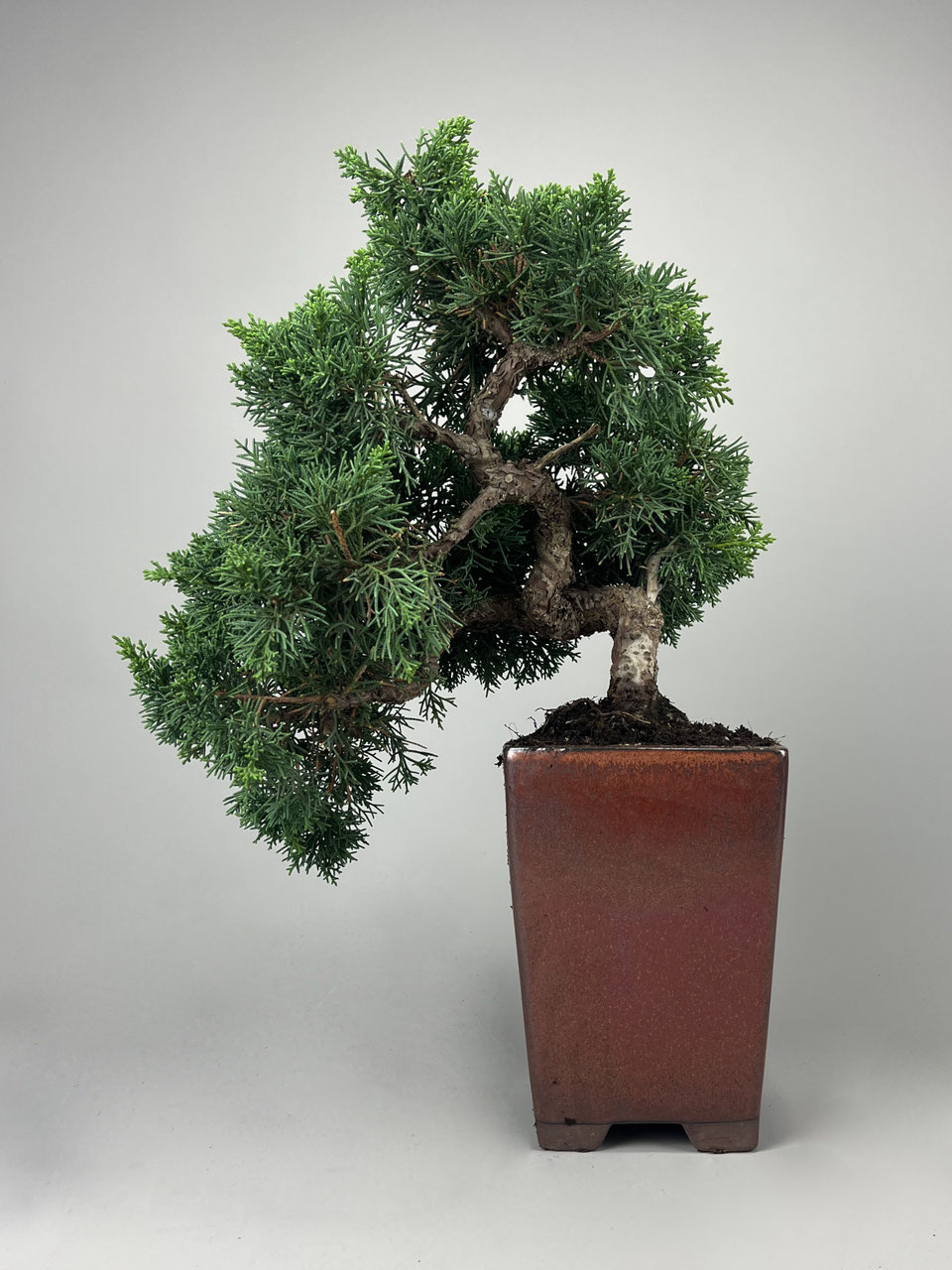 bonsai totoro My Neighbor Totoro Water Garden Bonsai Desktop Water Fountain