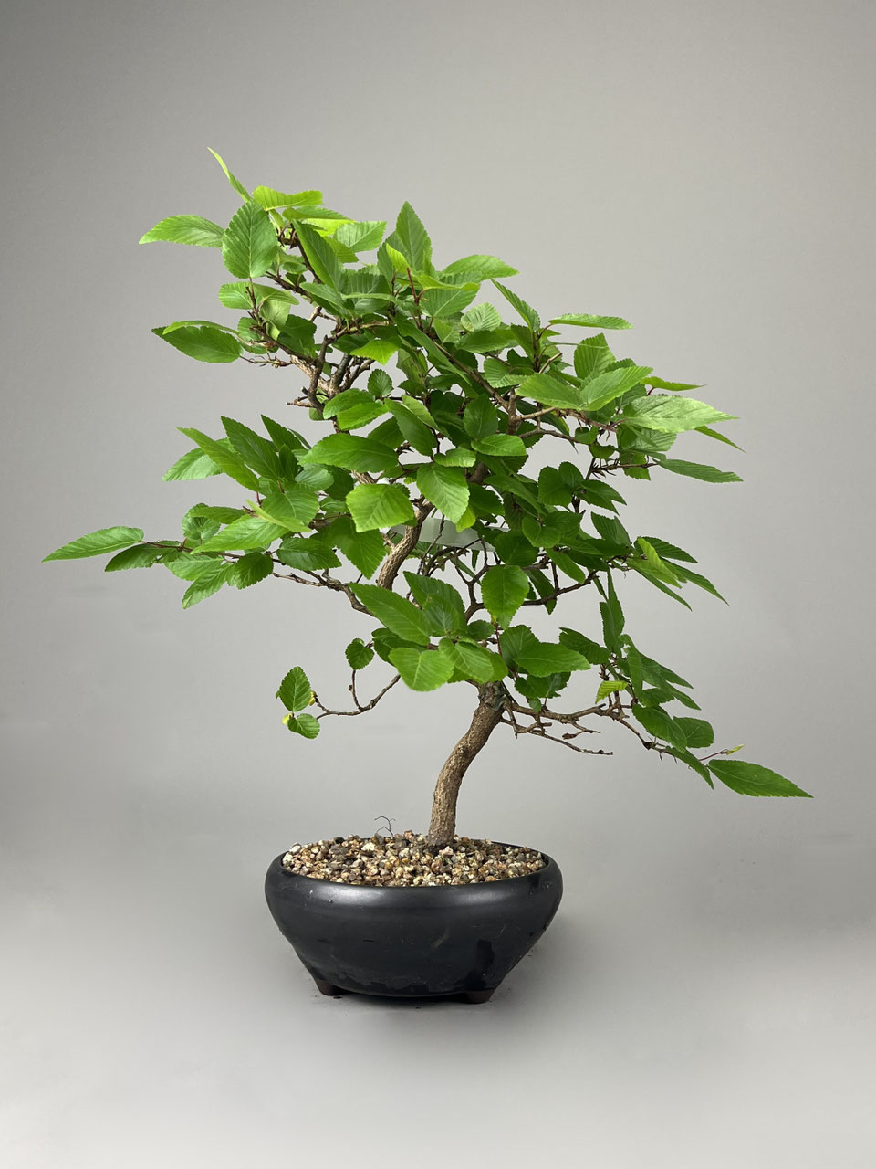 kletterpflanze efeutute Efeutute – Scindapsus Pictus Trebie – Zimmerpflanze – 160cm – Ø27cm – main image 1