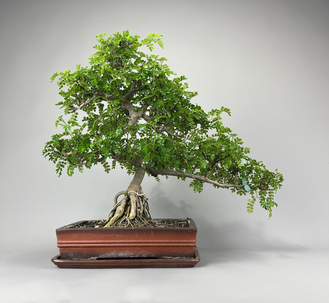 Szechuanpfeffer, Zanthoxylum Bonsai kaufen - www.bonsai-hassler.de