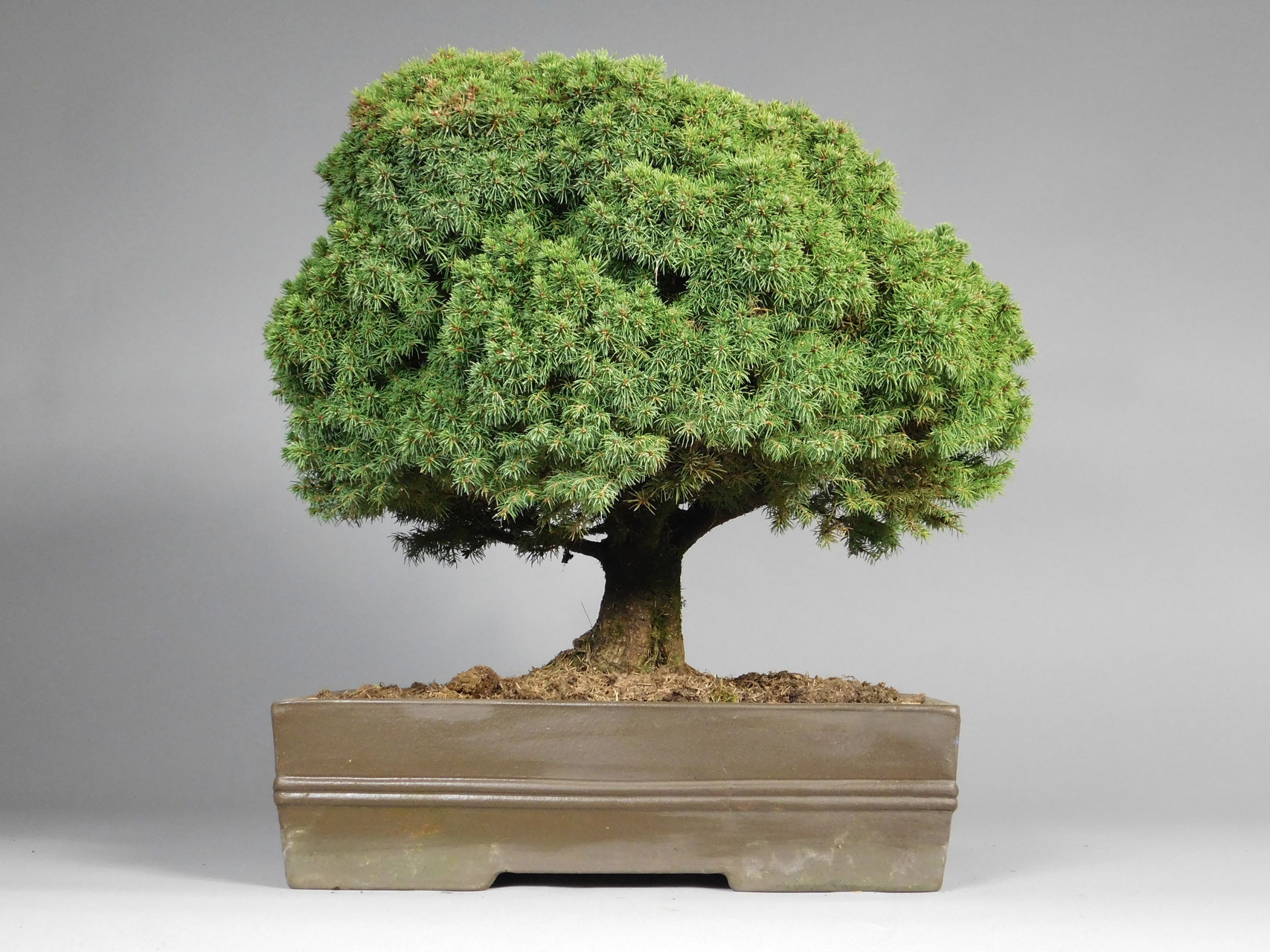 Bonsai Fichte Picea Im Onlineshop Kaufen Www Bonsai Hassler De
