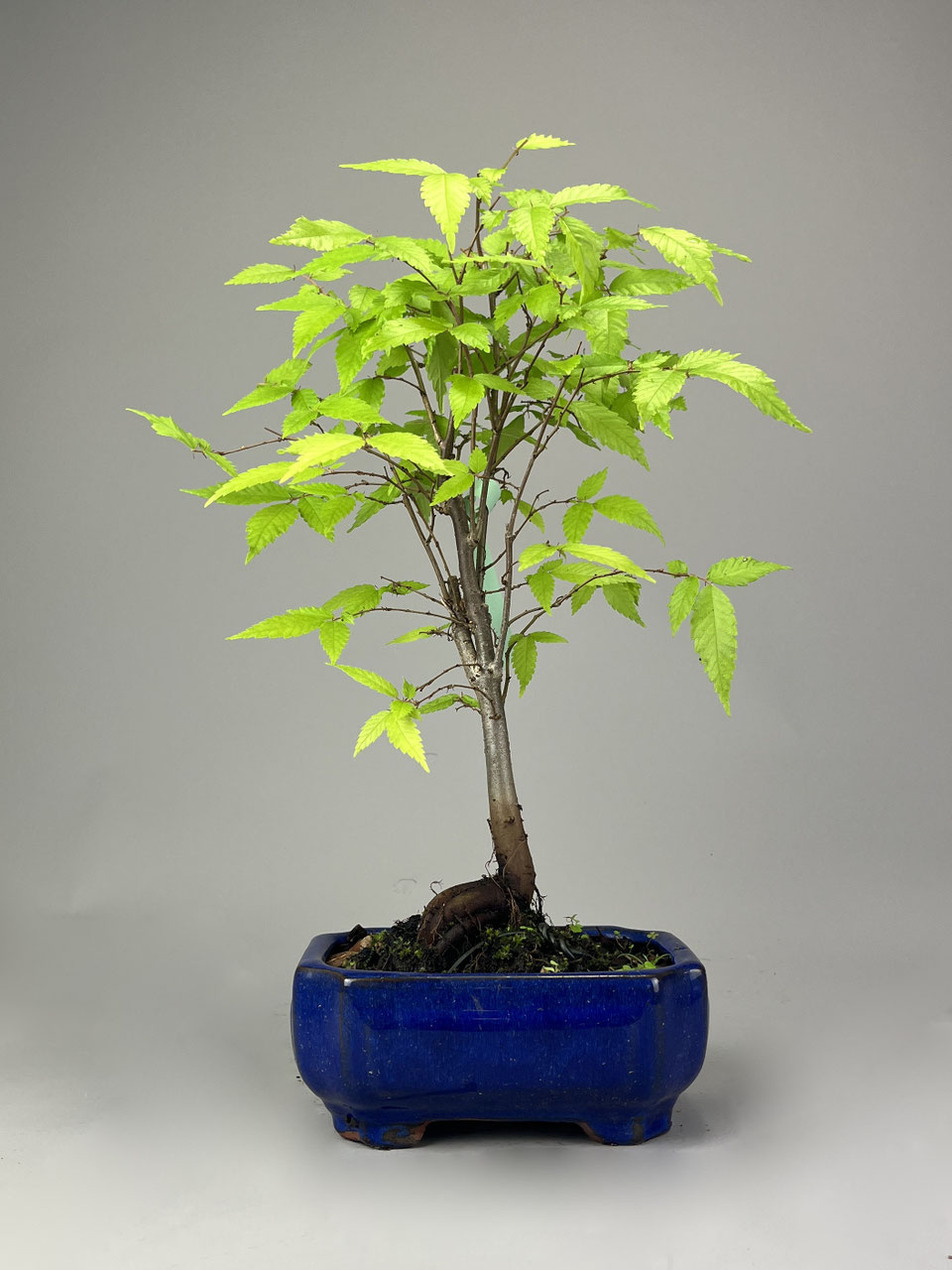 Freiland- Outdoorbonsai Shop versand - www.bonsai-hassler.de
