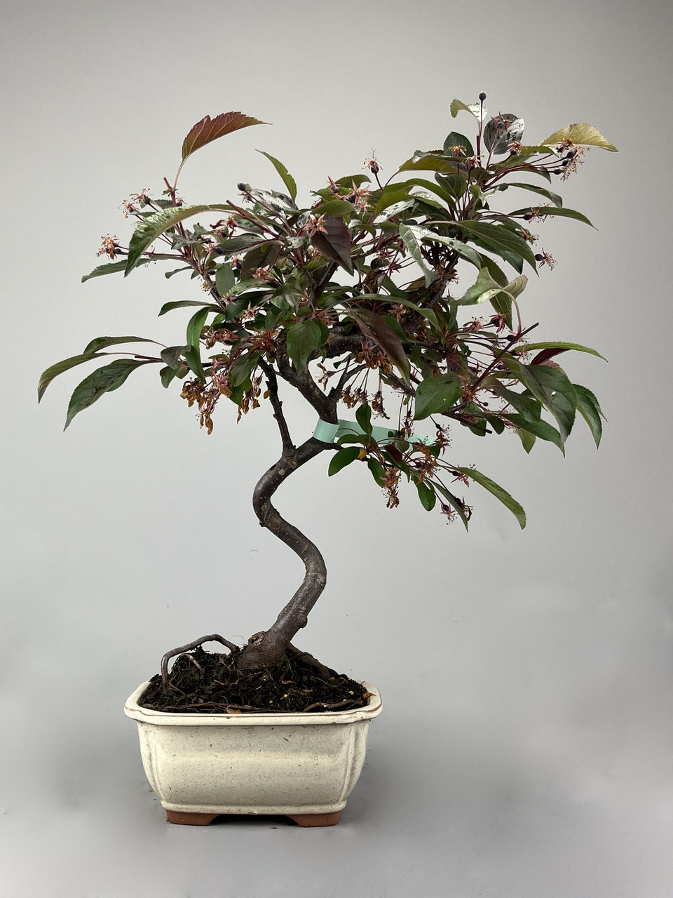 bonsai auf deutsch Ficus retusa main image 1