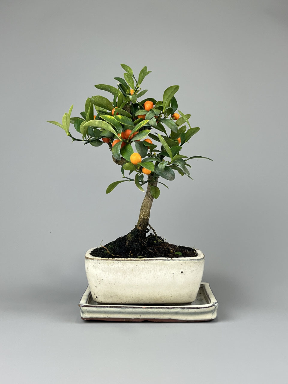 Zitrus, Citrus Bonsai versand - www.bonsai-hassler.de