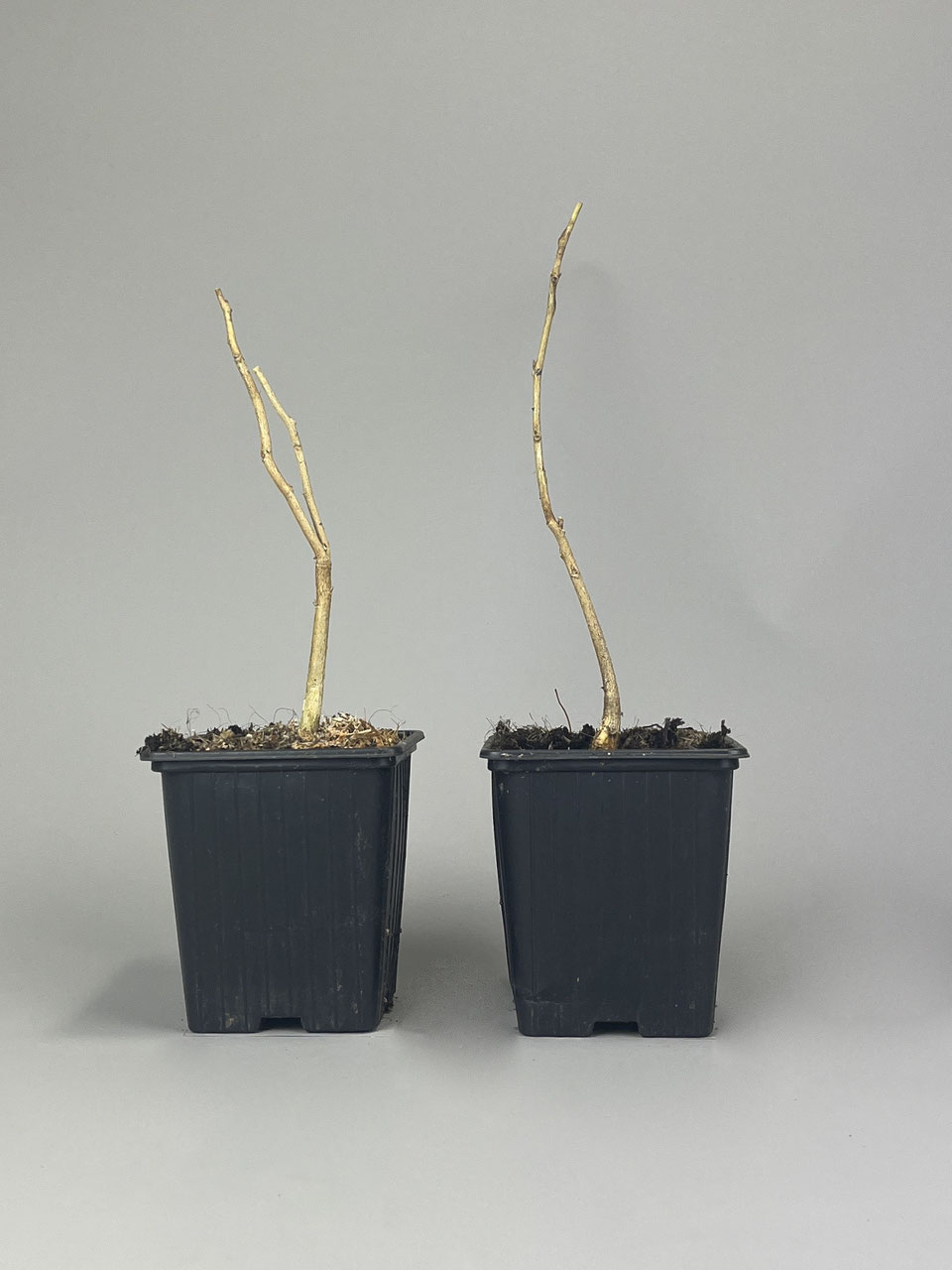 Jungpflanzen: Bonsai kaufen im Shop - www.bonsai-hassler.de