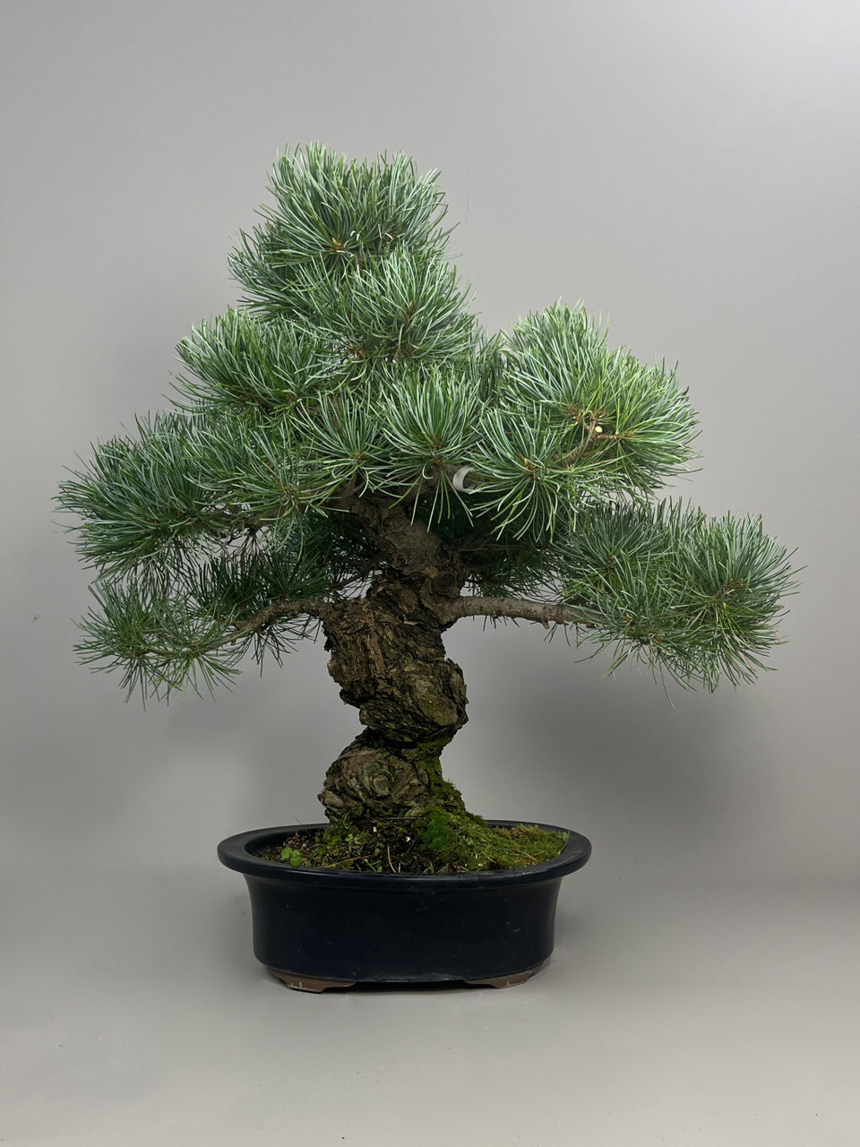 fingerstrauch bonsai Fingerstrauch 'Goldfinger' - Potentilla fruticosa main image 0