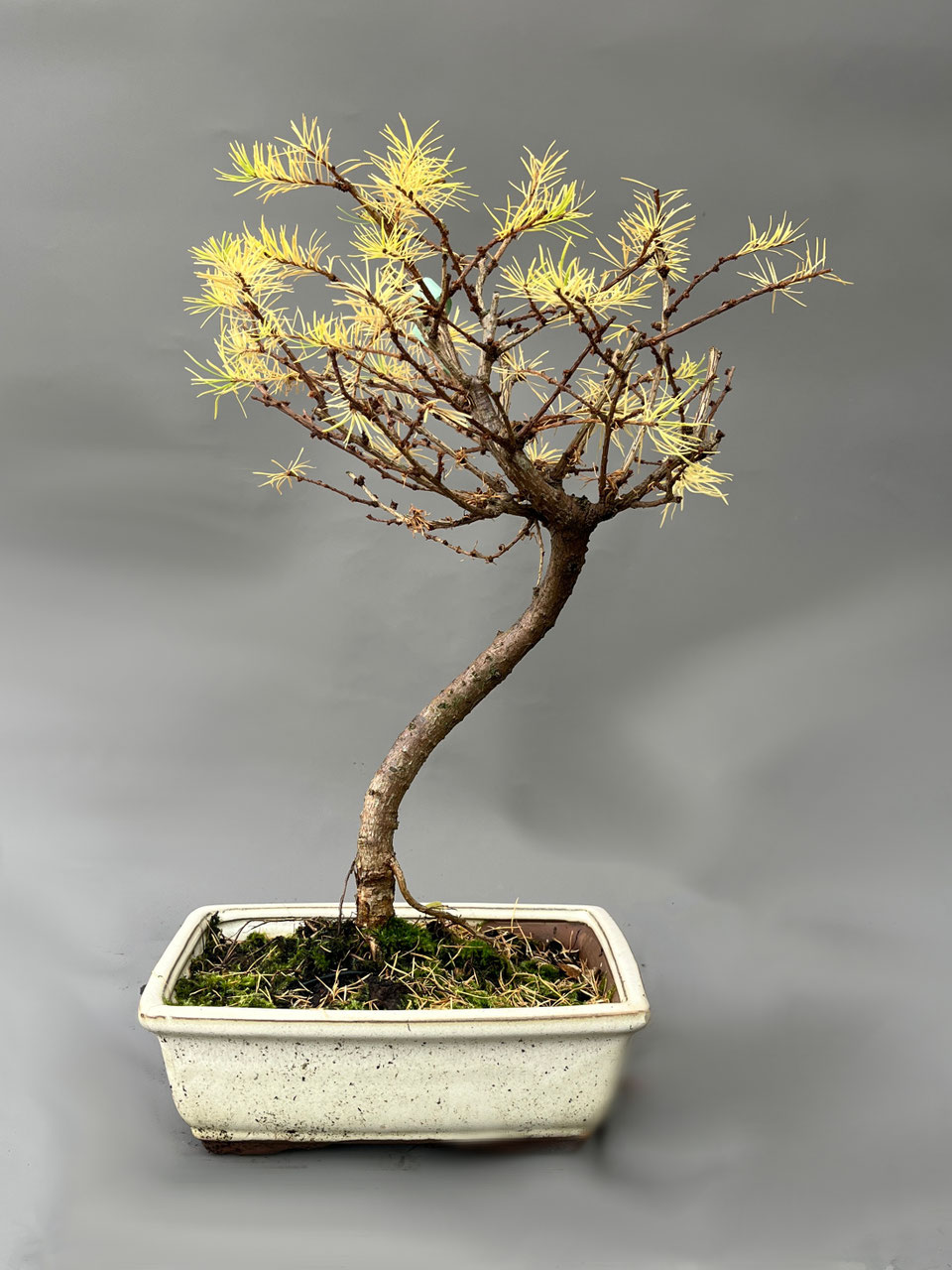 Lrchen, Larix, Bonsai Internet Shop - www.bonsai-hassler.de
