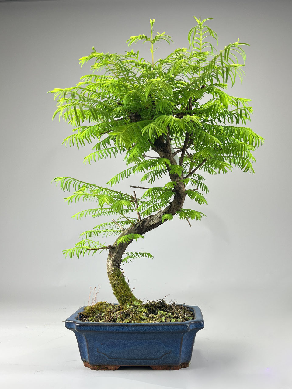 Urweltmammutbaum Bonsai Shop - www.bonsai-hassler.de