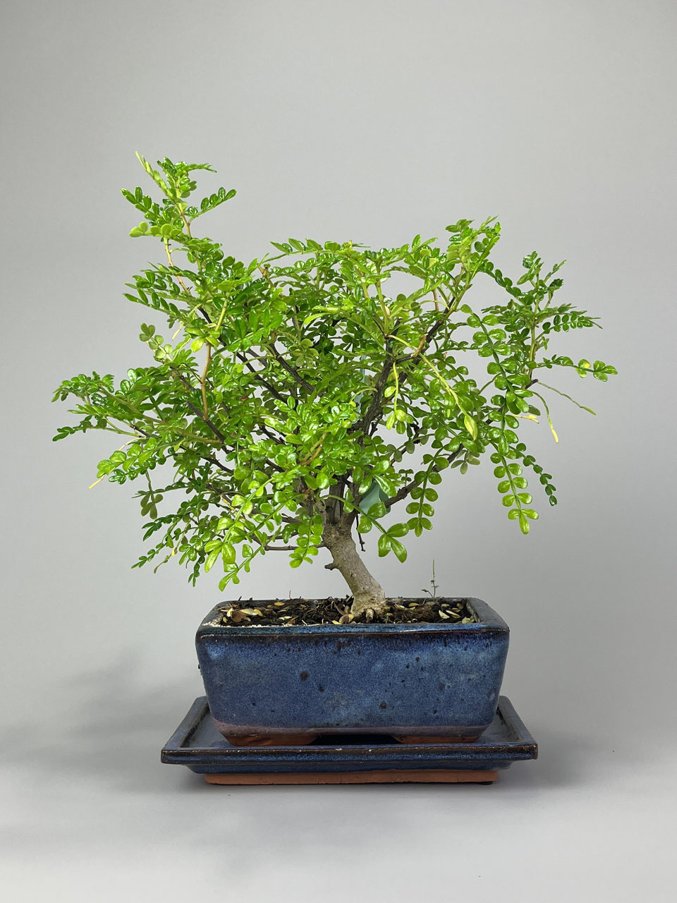 Szechuanpfeffer, Zanthoxylum Bonsai kaufen - www.bonsai-hassler.de