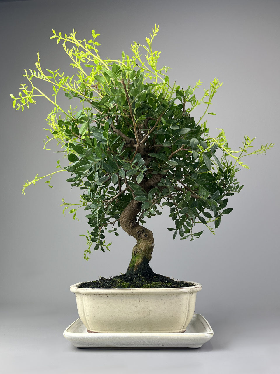 Pistazie, Pistacia Bonsai shop versand - www.bonsai-hassler.de