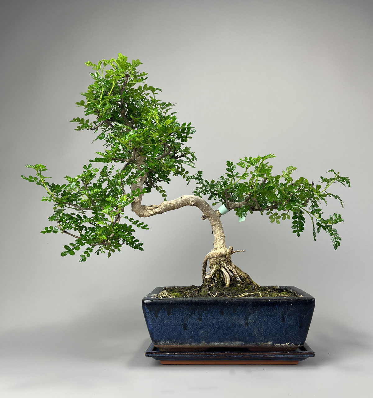 eibe stamm Taxus baccata auf Stamm
