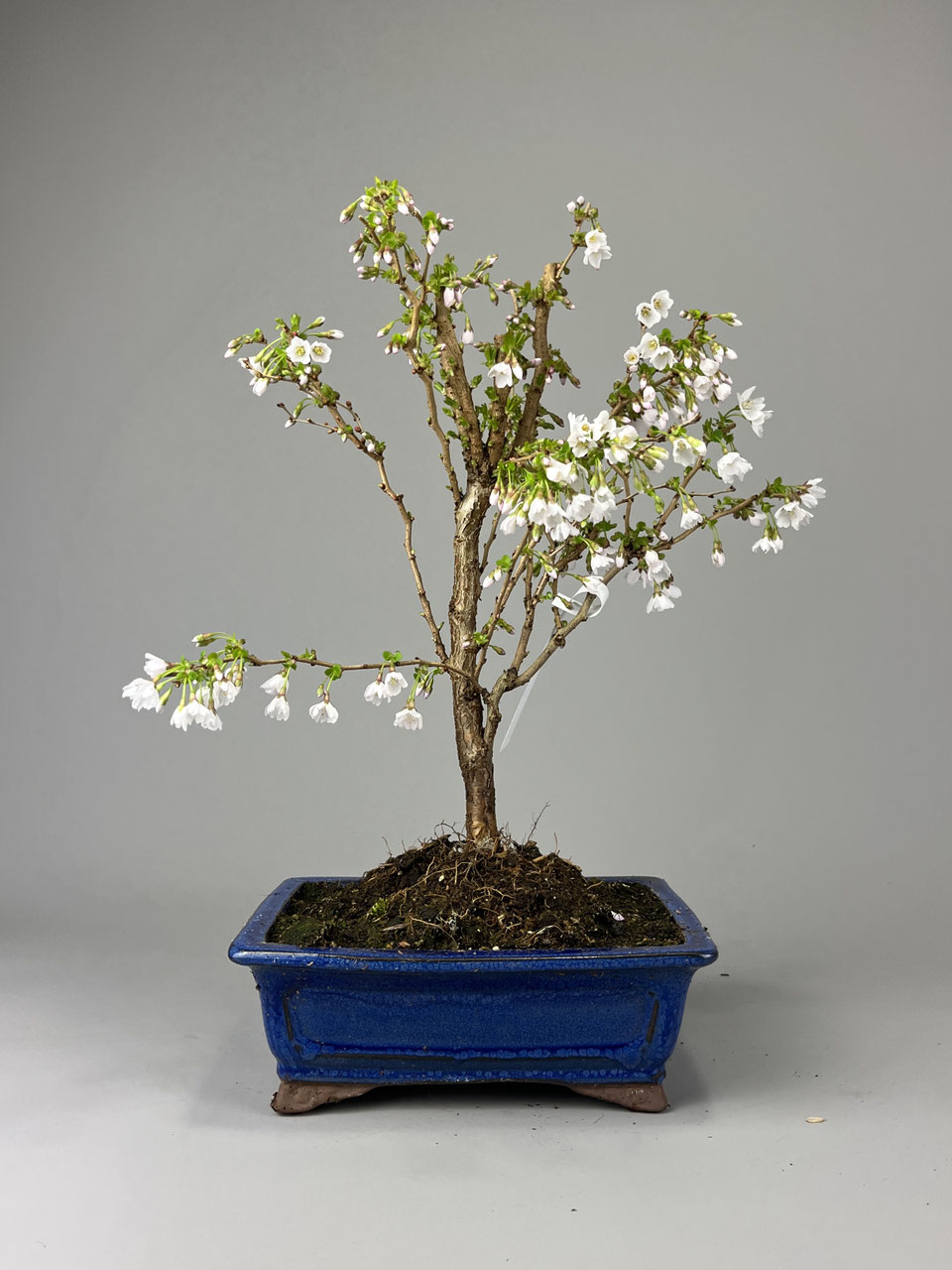 Kirsche Prunus in Sorten - www.bonsai-hassler.de