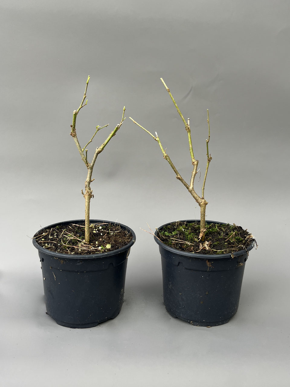 Jungpflanzen: Bonsai kaufen im Shop - www.bonsai-hassler.de
