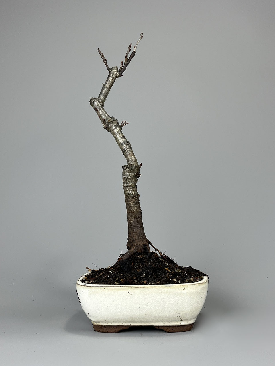 Kirsche Prunus in Sorten - www.bonsai-hassler.de