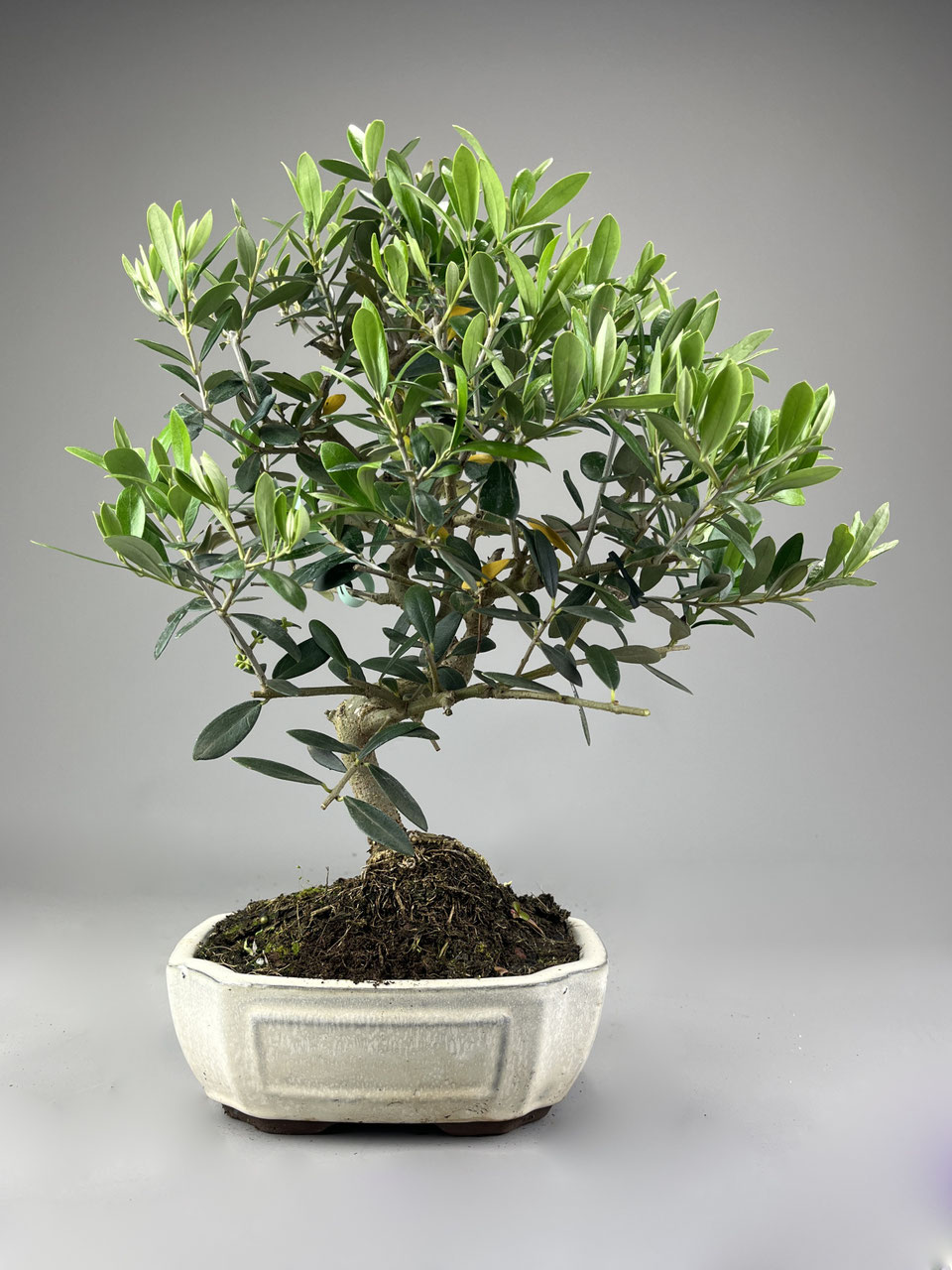 lbaum / Olivenbaum Bonsai Shop - www.bonsai-hassler.de