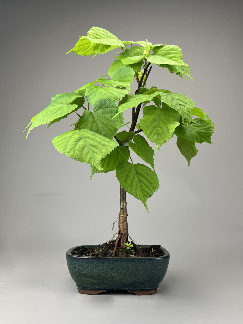 Winterlinde, Tilia, Linde Bonsai shop - www.bonsai-hassler.de