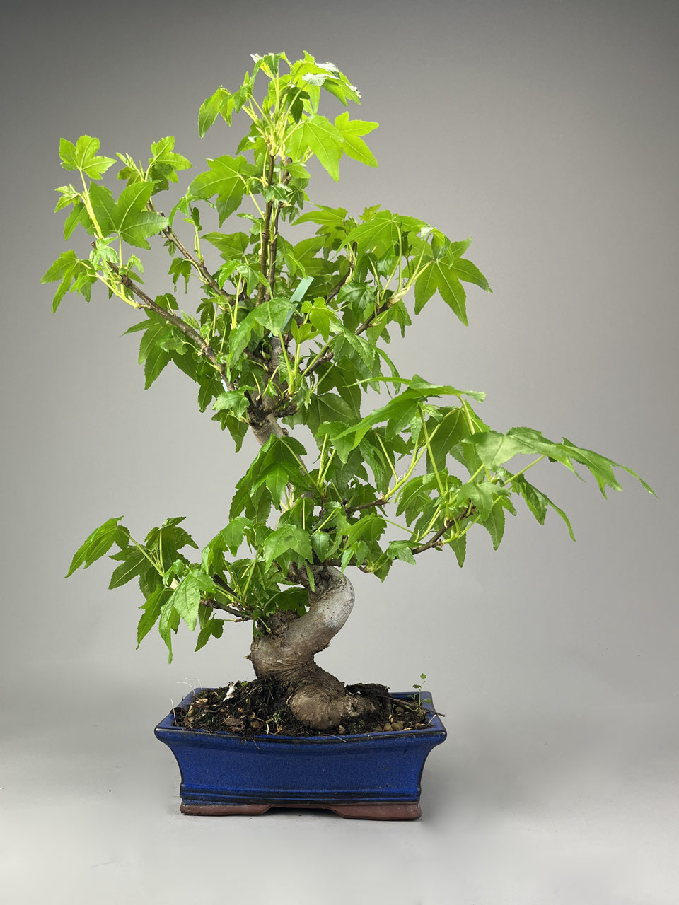 Freiland- Outdoorbonsai Shop versand - www.bonsai-hassler.de