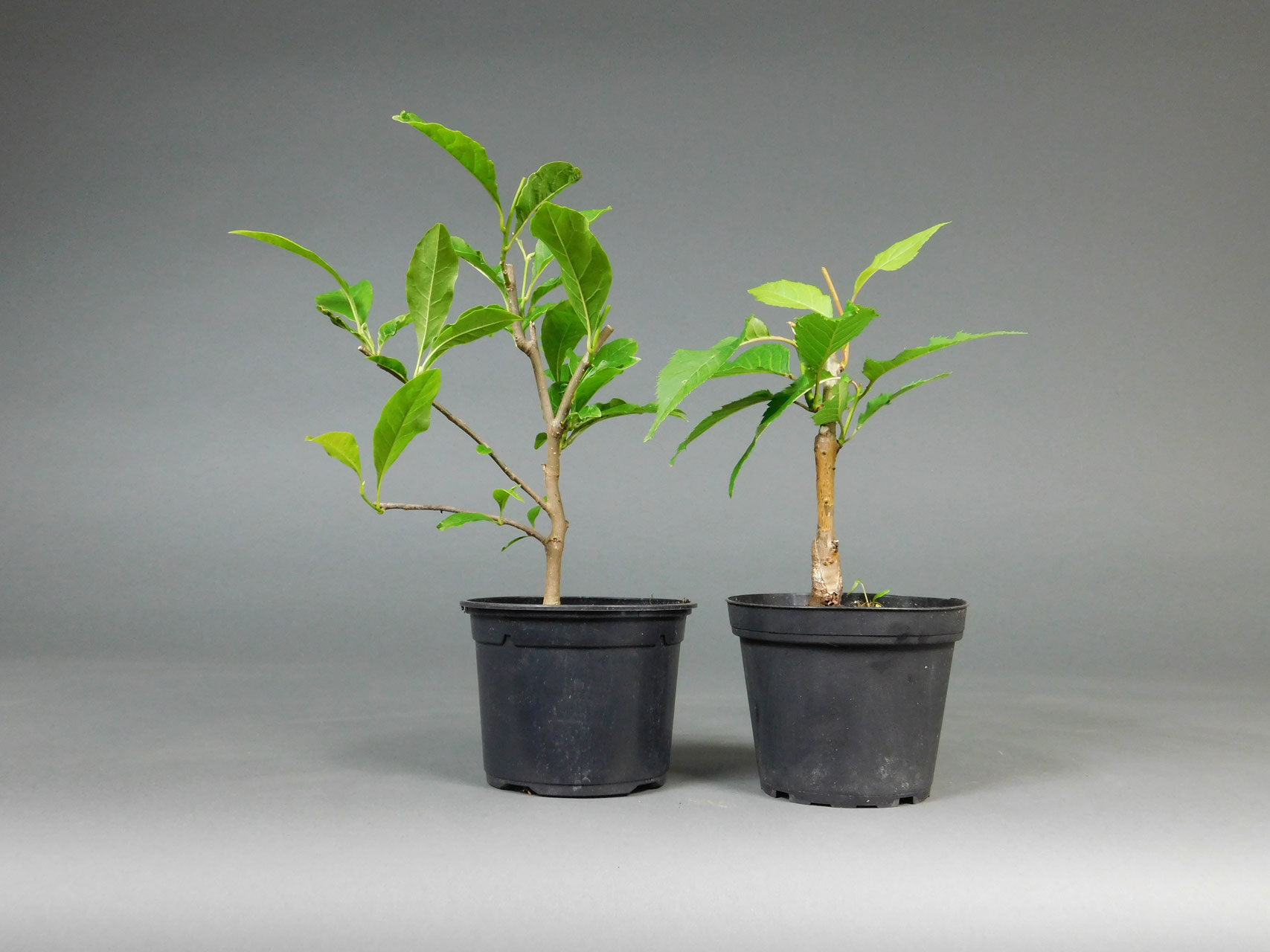 Bonsai Spar-Sets Onlineshop Versand - www.bonsai-hassler.de
