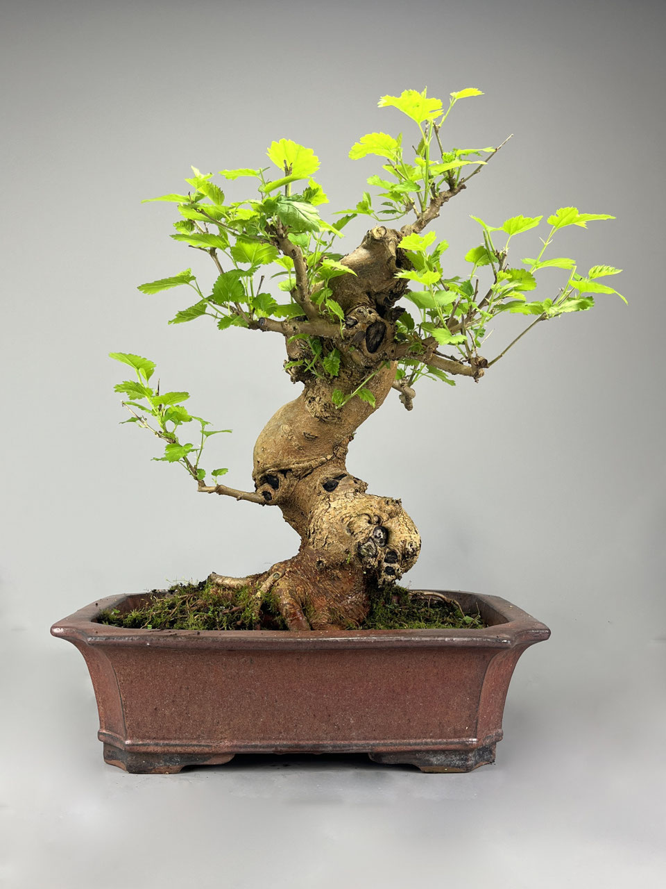 Maulbeerbaum, Morus, Bonsai shop - www.bonsai-hassler.de