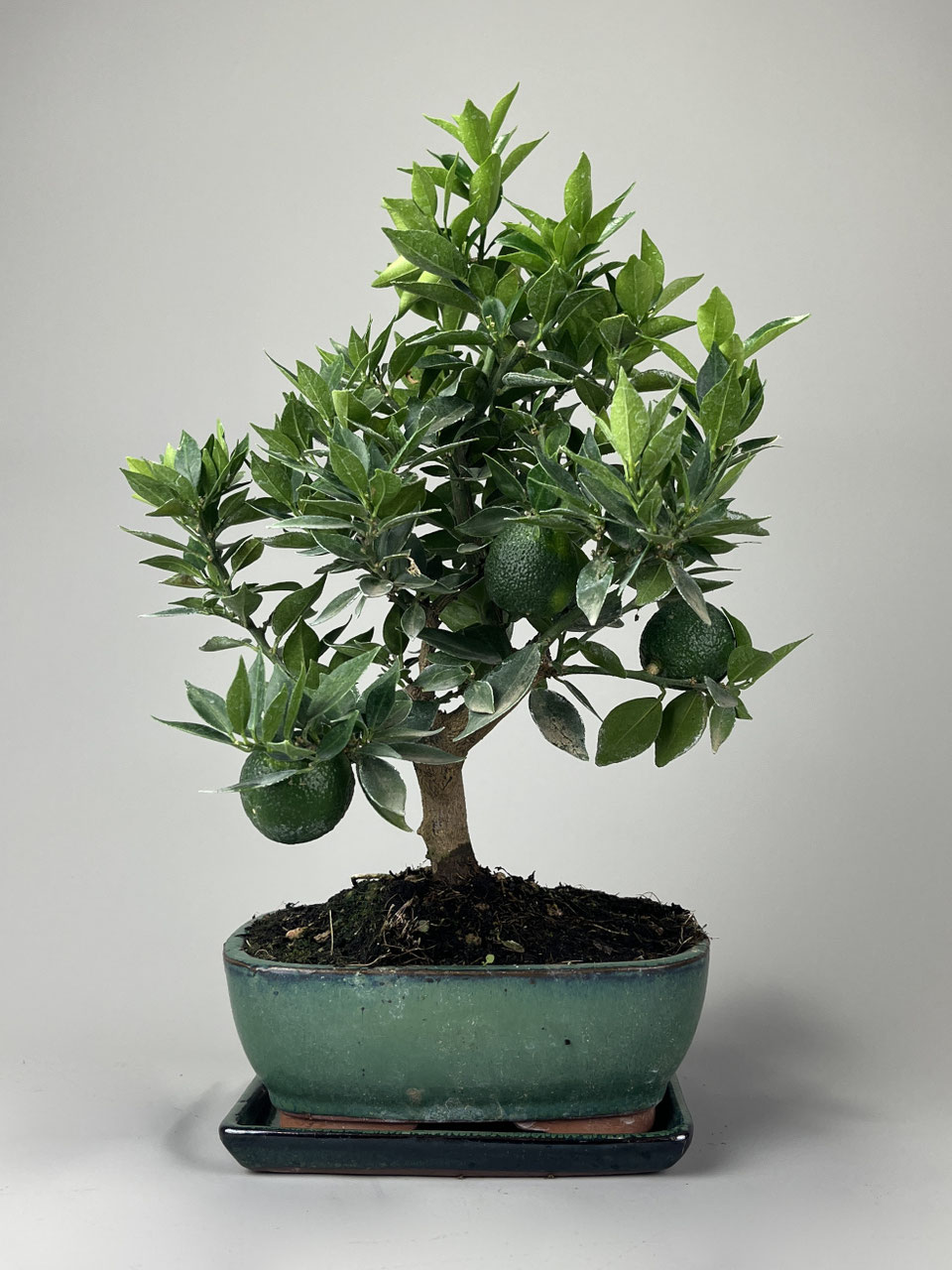 donndorf bonsai 'Birdie' the Dwarf Banyan main image 0