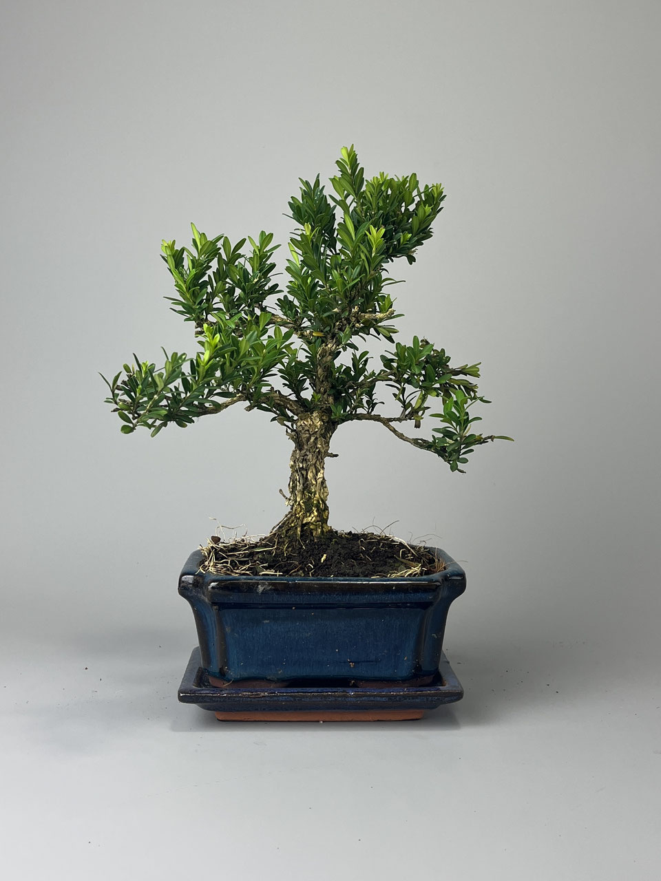 Bonsai online Versand / Shop - www.bonsai-hassler.de