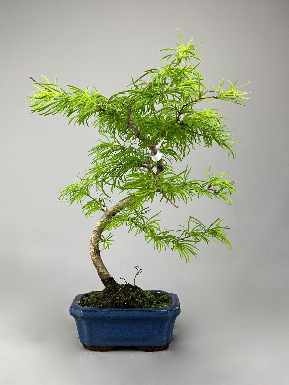 bonsai lärche umtopfen Workshop Bonsai umtopfen main image 0