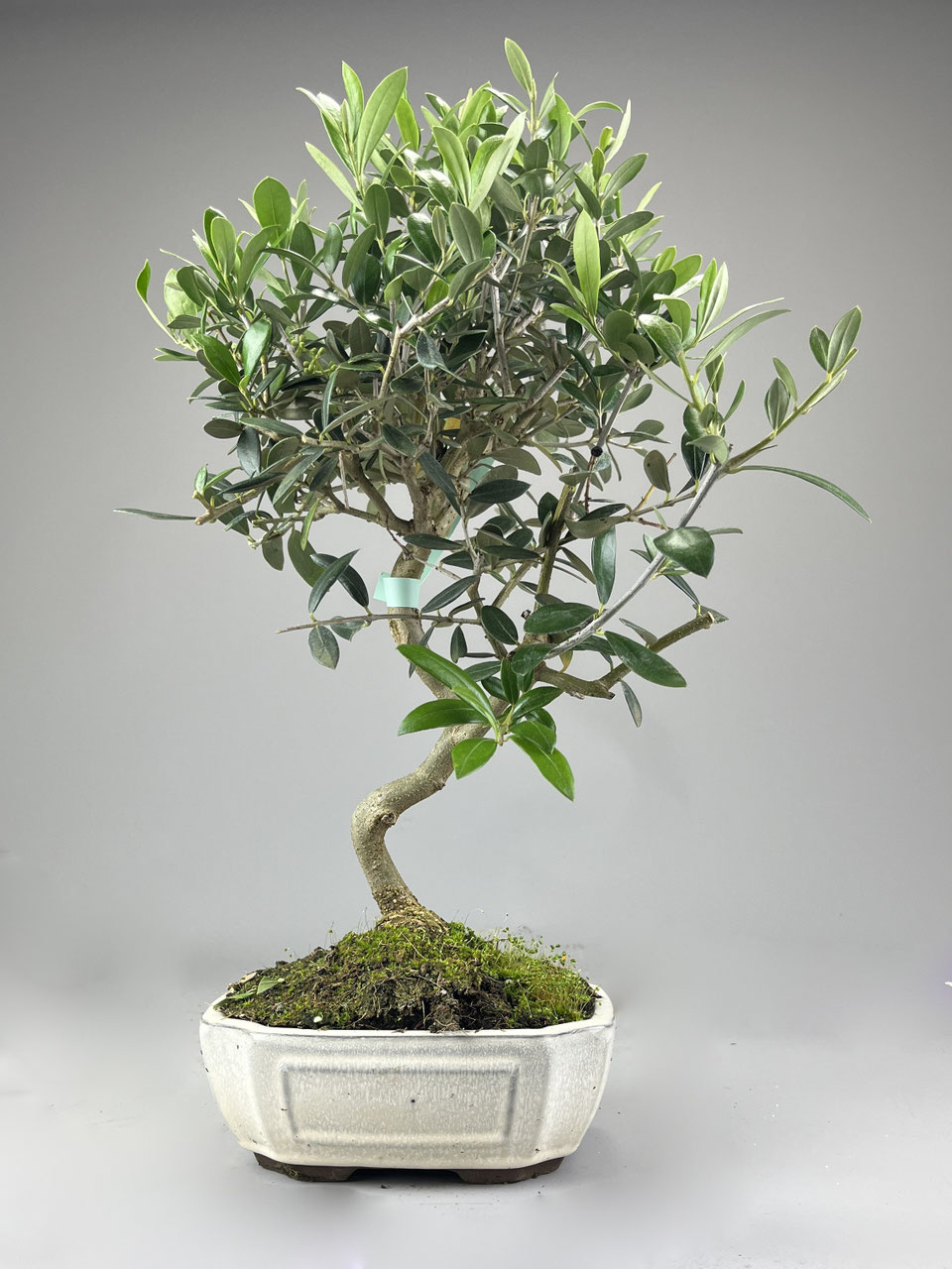 lbaum / Olivenbaum Bonsai Shop - www.bonsai-hassler.de