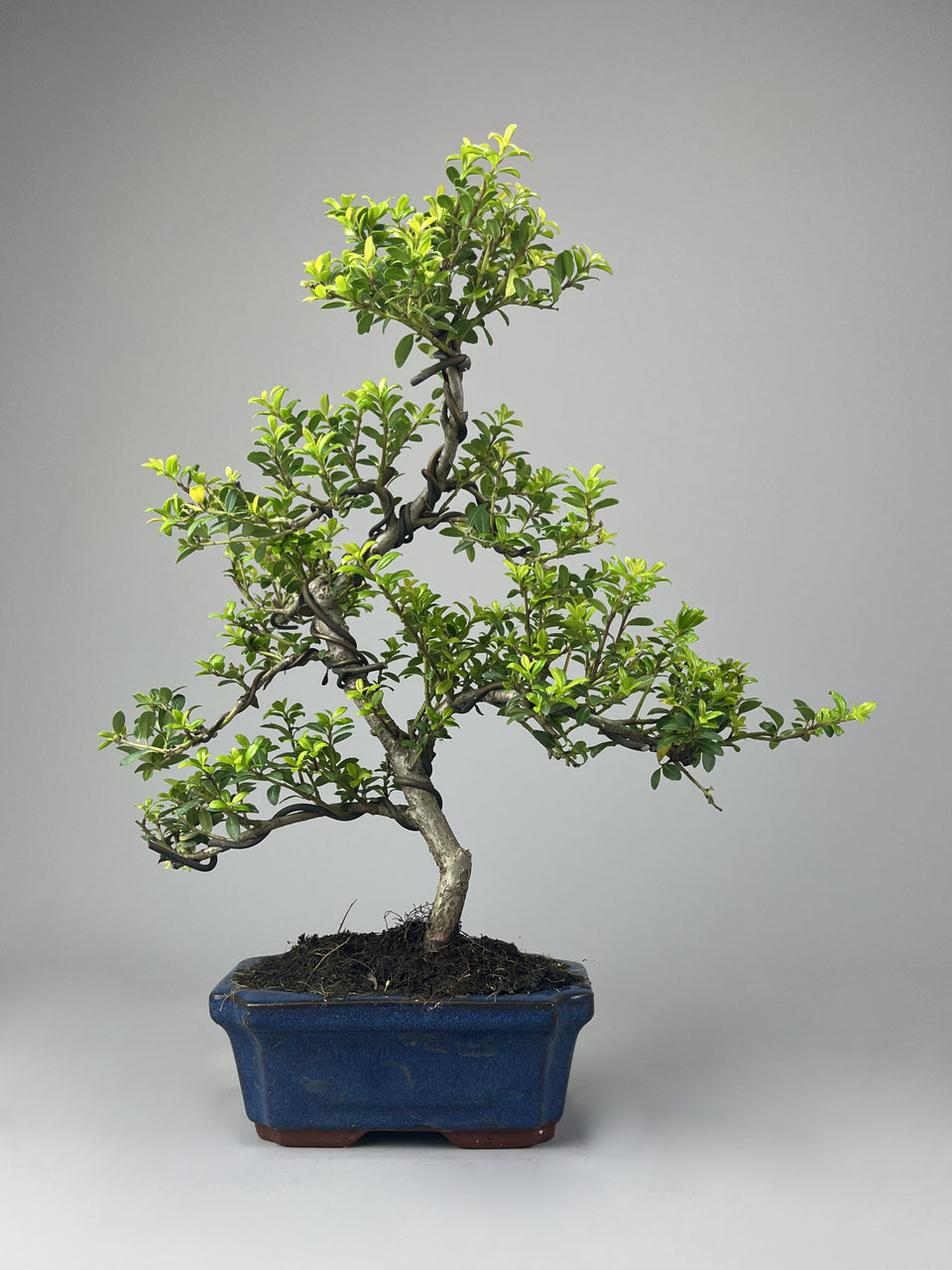 Stechpalme Bonsai gnstig kaufen Geschenkidee - www.bonsai-hassler.de