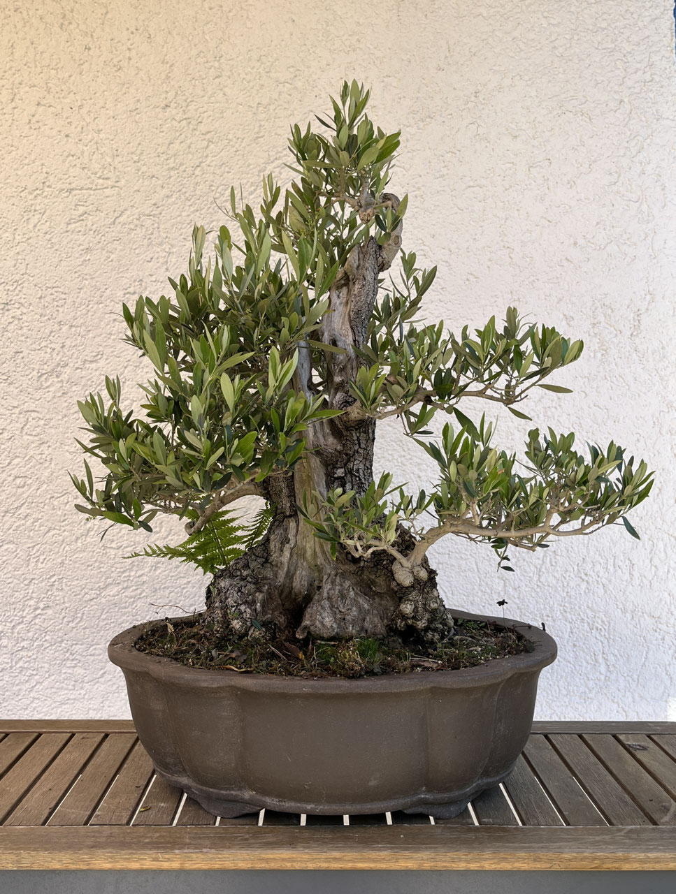 bonsai bux Japanese Bonsai Tree Starter Kit NZ – Simply Bonsai main image 0