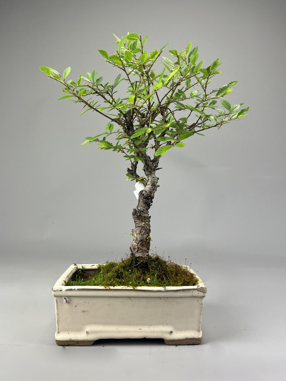 Feldulme, Ulmus Bonsai Shop kaufen - www.bonsai-hassler.de
